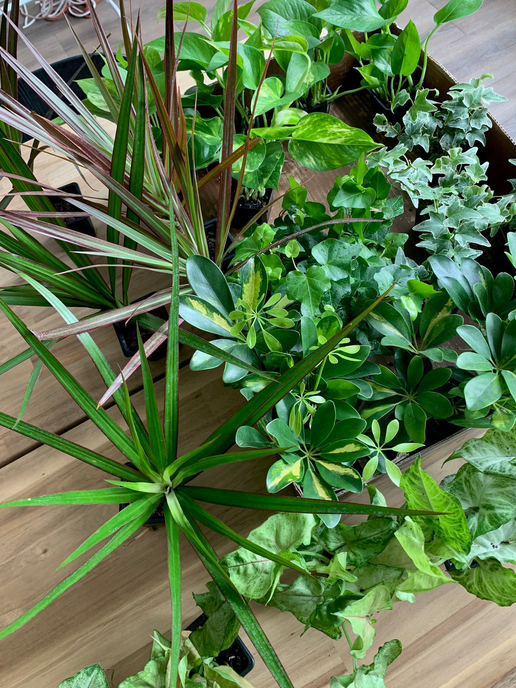 assorted green house plants