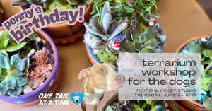 Terrarium Workshop for the Dogs - June 5
