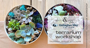 text reads indigo & violet studio + gallagher way chicago - terrarium workshop outdoors - august 11 - 5:30pm - background photo of green succulents in round containers