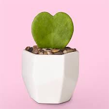 valentine succulent