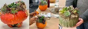 Succulent Pumpkin Workshop - Oct. 28