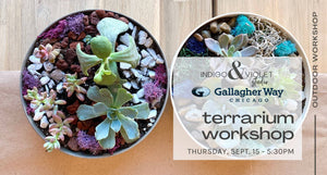 text reads indigo & violet studio + gallagher way chicago - terrarium workshop outdoors - thursday september 15 - 5:30pm - background photo of green succulents in round containers