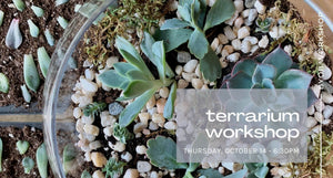 terrarium workshop-october 13 6:30pm - white text on background of green succulents - white rocks